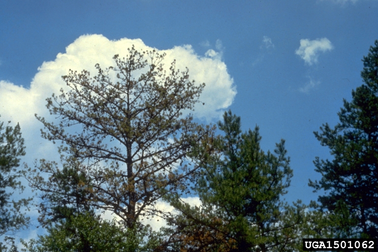 Phytophthora Root Rot